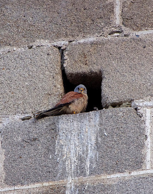 LESSER KESTREL . ALCANTARA SQUARE . SPAIN . 29 . 4 . 2018