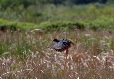 WESTERN SWAMPHEN . ARROCAMPO RESERVOIR . SPAIN . 3 . 5 . 2018 