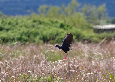 WESTERN SWAMPHEN . ARROCAMPO RESERVOIR . SPAIN . 3 . 5 . 2018