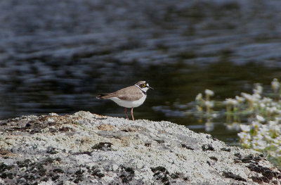 LITTLE RINGED PLOVER . DE HESA DE LA LUZ . SPAIN . 30 . 4 . 2018