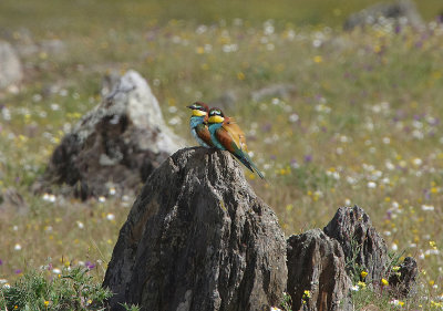 BEE EATER , ERMITA DE SAN MARCOS , SPAIN , 30 , 4 , 2018