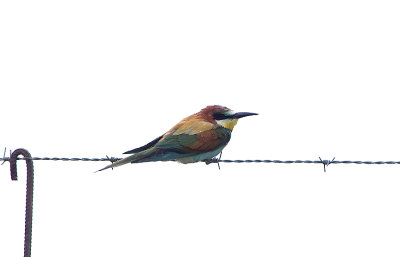 BEE EATER , THE TAJO INTERNATIONAL PARK , SPAIN , 29 , 4 , 2018