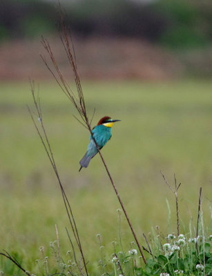 BEE EATER , VEGAS ALTAS , SPAIN , 1 , 5 , 2018