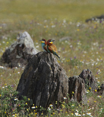 BEE EATER . ERMITA DE SAN MARCOS . SPAIN . 30 . 4 . 2018