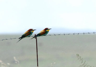 BEE EATER . THE TAJO INTERNATIONAL PARK . SPAIN . 29 . 4 . 2018