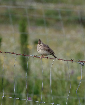 CRESTED LARK . THE TRUJILLO PLAINS . SPAIN . 1 . 5 . 2018