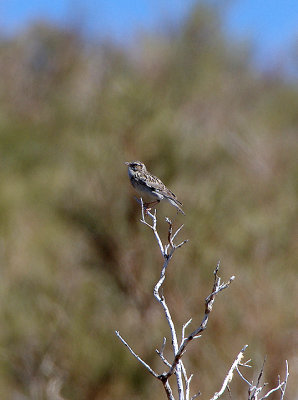 WOODLARK . THE GREYDOS MOUNTAINS . SPAIN . 27 . 4 . 2018