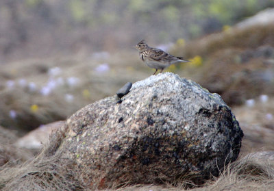 SKYLARK . THE PLATFORMA DE GREDOS . SPAIN . 27 . 4 . 2018