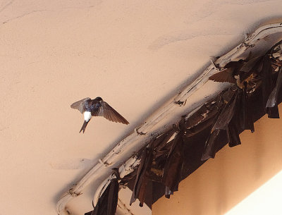 HOUSE MARTIN . ALCANTARA . SPAIN . 2 . 5 . 2018