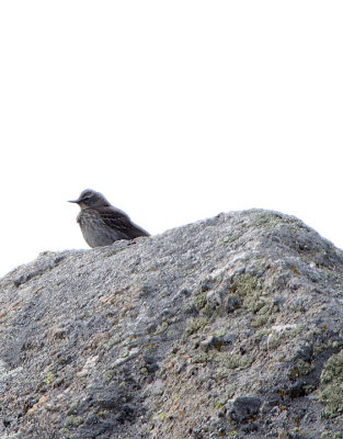 WATER PIPIT . THE PLATFORMA DE GREDOS . SPAIN . 27 . 4 . 2018