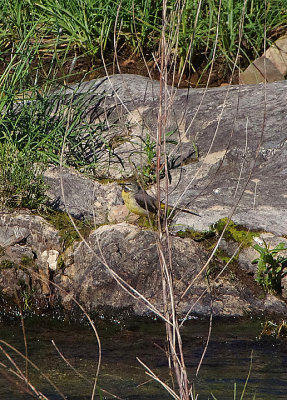 GREY WAGTAIL . THE TRUJILLO PLAINS . SPAIN . 1 . 5 . 2018