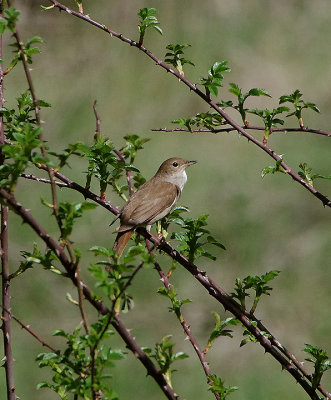 Common Nightingale . Luscinia megarhynchos