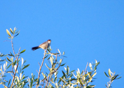 SARDINIAN WARBLER . ALCANTARA . SPAIN . 3 . 5 . 2018