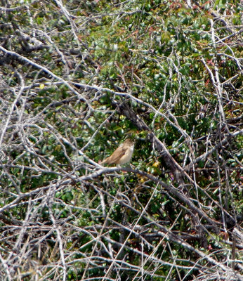 GREAT REED WARBLER . TALAVAN . SPAIN . 30 . 4 . 2018