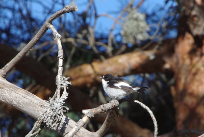 PIED FLYCATCHER , THE PARADOR GREDOS HOTEL , SPAIN , 28 , 4 , 2018