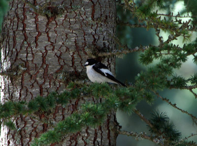 PIED FLYCATCHER . CAMPING GREYDOS . SPAIN . 27 . 4 . 2018