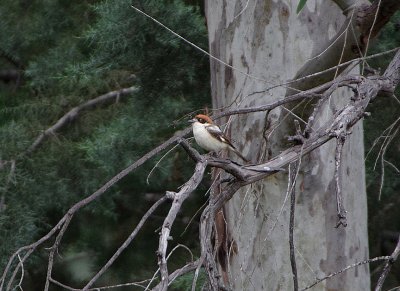 WOODCHAT SHRIKE . Nr ALCANTARA . SPAIN . 28 . 4 . 2018