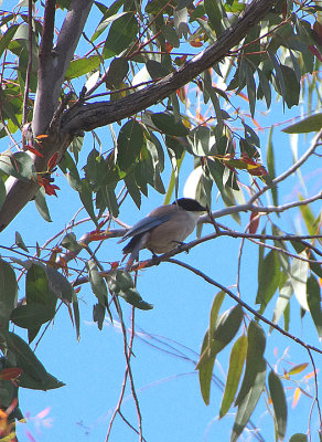 AZURE-WINGED MAGPIE . Nr ALCANTARA . SPAIN . 2 . 5 . 2018