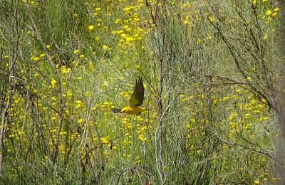 GOLDEN ORIOLE , Nr ALCANTARA , SPAIN , 2 , 5 , 2018