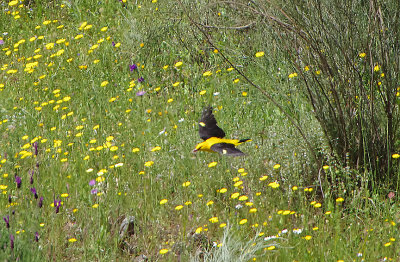 GOLDEN ORIOLE . Nr ALCANTARA . SPAIN . 2 . 5 . 2018 