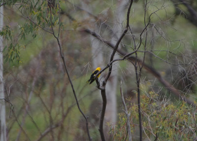 GOLDEN ORIOLE . Nr ALCANTARA . SPAIN . 29 . 4 . 2018