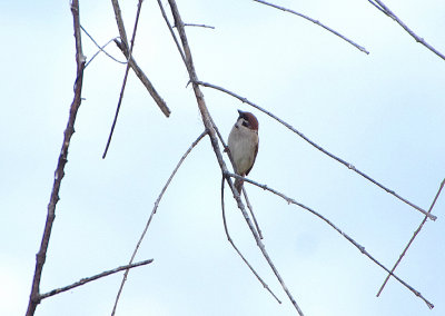 TREE SPARROW . VEGAS ALTAS . SPAIN . 1 . 5 . 2018