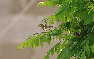 SERIN ( Female ) . ALCANTARA . SPAIN . 29 . 4 . 2018