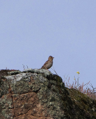 ROCK SPARROW . ALCANTARA QUARRY . SPAIN . 29 . 4 . 2018