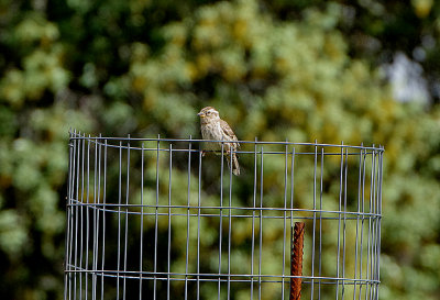 ROCK SPARROW . DE HASA DE LA LUZ . SPAIN. 30 . 4 . 2018