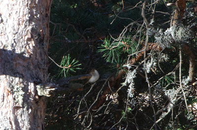 WESTERN BONELLI`S WARBLER , THE PARADOR DE GREDOS HOTEL , SPAIN , 28 , 4 , 2018.JPG