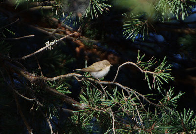 WESTERN BONELLI`S WARBLER . THE PARADOR DE GREDOS HOTEL . SPAIN . 27 . 4 . 2018 ..JPG