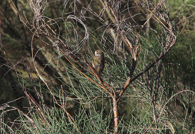 WESTERN BONELLI`S WARBLER . THE PARADOR DE GREDOS HOTEL . SPAIN . 28 . 4 . 2018.JPG