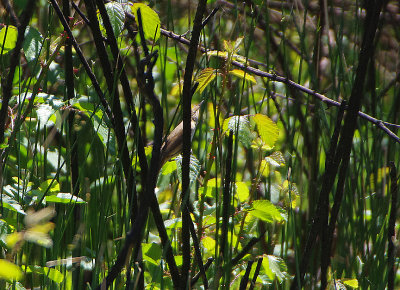 WESTERN OLIVACEOUS WARBLER , VEGAS ALTAS , SPAIN , 1 , 5 , 2018