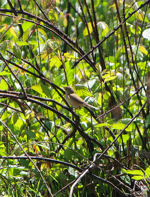 WESTERN OLIVACEOUS WARBLER . VEGAS ALTAS . SPAIN . 1 . 5 . 2018