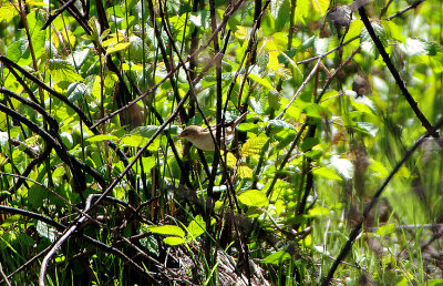 WESTERN OLIVACEOUS WARBLER , VEGAS ALTAS , SPAIN , 1 , 5 , 2018