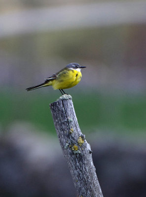 SPANISH WAGTAIL , THE GREDOS MOUNTAINS , SPAIN , 27 , 4 , 2018