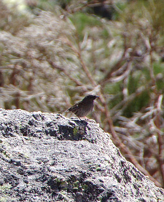 ALPINE ACCENTOR . PLATFORMA DE GREDOS . SPAIN . 27 . 4 . 2018