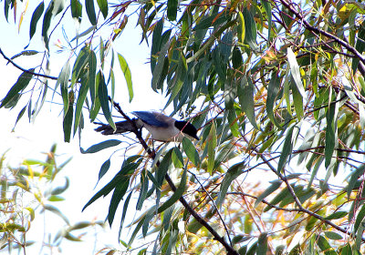 AZURE-WINGED MAGPIE , Nr ALCANTARA , SPAIN , 2 , 5 , 2018