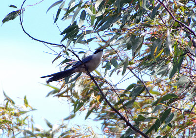AZURE-WINGED MAGPIE , Nr ALCANTARA , SPAIN , 2 , 5 , 2018