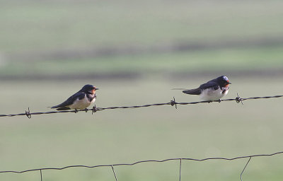 BARN SWALLOW . THE GREDOS MOUNTAINS . SPAIN . 27 . 4 . 2018