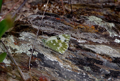 BATH WHITE . Nr ALCANTARA . SPAIN . 2 . 5 . 2018