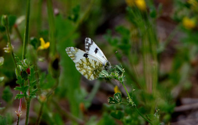 BATH WHITE . Nr ALCANTARA . SPAIN . 30 . 4 . 2018
