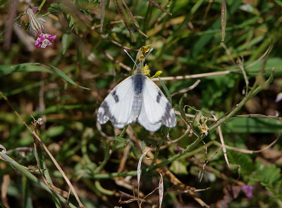 BATH WHITE . TALAVAN . SPAIN . 30 . 4 . 2018