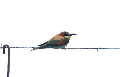 BEE EATER , THE TAJO INTERNATIONAL PARK , SPAIN , 29 , 4 , 2018