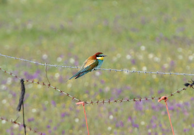 BEE EATER . ERMITA DE SAN MARCOS . SPAIN . 30 . 4 . 2018
