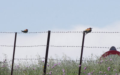 BEE EATER . THE TAJO INTERNATIONAL PARK . SPAIN . 29 . 4 . 2018