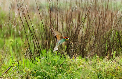 BEE EATER . VEGAS ALTAS . SPAIN . 1 . 5 . 2018