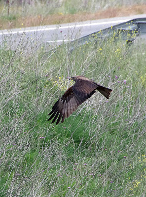 BLACK KITE , THE TAGO INTERNATIONAL PARK , SPAIN , 29 , 4 , 2018