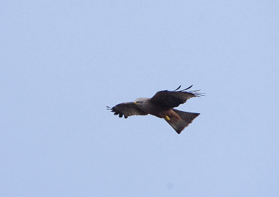 BLACK KITE . ALCANTARA QUARRY . SPAIN . 29 . 4 . 2018
