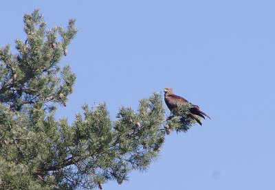 BLACK KITE . CAMPING GREDOS . SPAIN . 27 . 4 . 2018